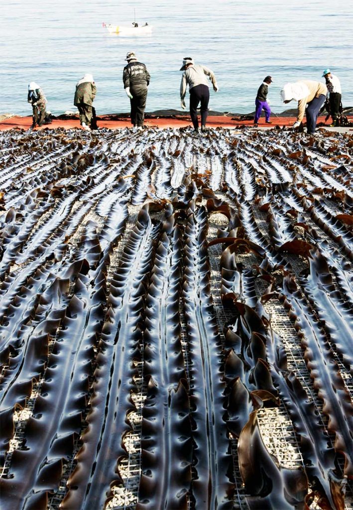 fresh kombu seaweed drying on the beach