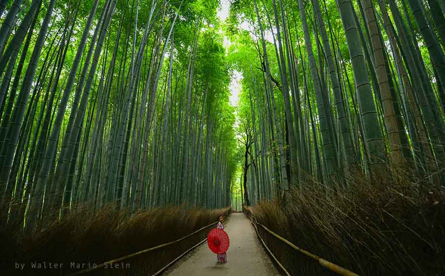 The famous bamboo forest in Arashiyama (Kyoto), Japan