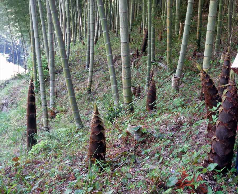 bamboo shoots sprouting from the ground