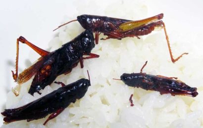 Grasshopper rice
