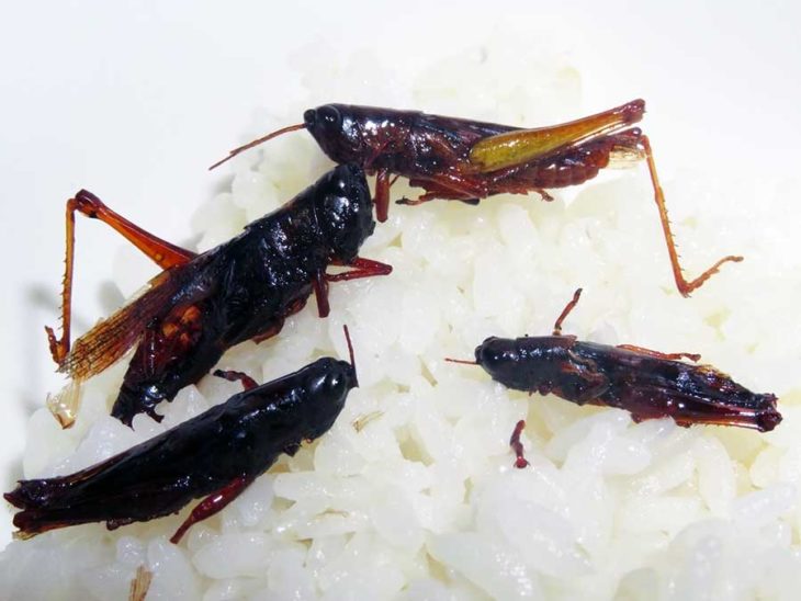 Grasshopper rice