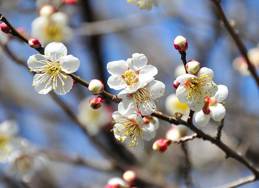the flower of the ume